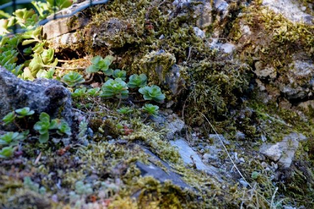 Phedimus spurius (=Sedum spurium)